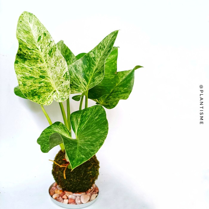 Philo Marble Variegata Philodendron Monstera Varigated