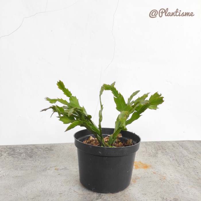 Wijaya Kusuma Kepiting Schlumbergera Truncata Christmas Cactus