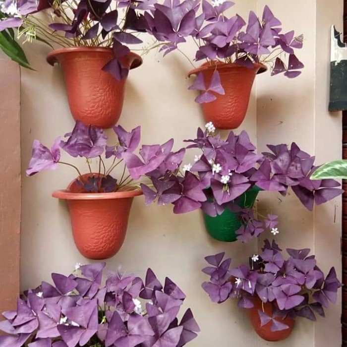 

HJK Bunga kupu kupu shamrock oxalis - Tanaman hias gantung indoor out door