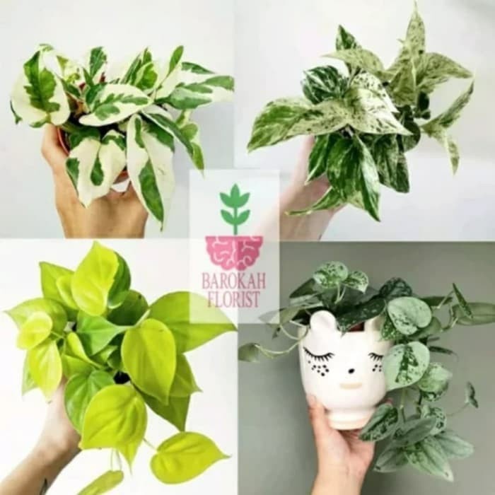 

HJK paket 4 tanaman hias sirih gading - silver - enjoy - lemon - varigata