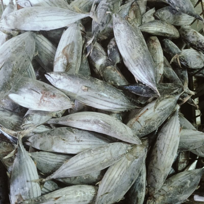 

Ikan Cakalang Beku Kapal / Skipjack Tuna / Seafood 22