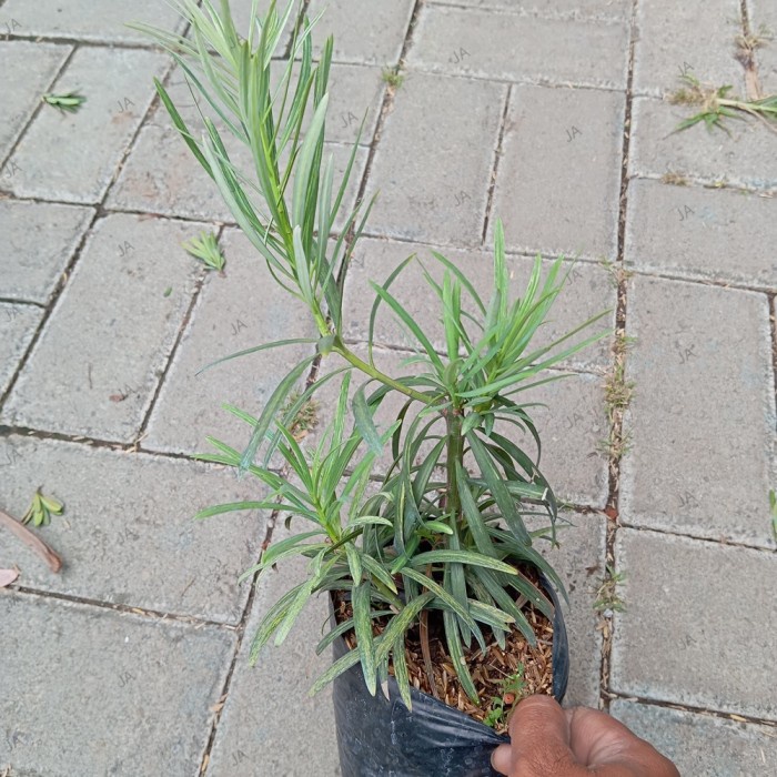 Promo Terbatas Tanaman Lohansung Variegata Aman