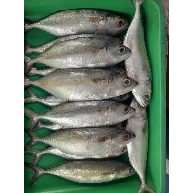 

IKAN KEMBUNG SEGAR (bukan frozen) 500gr/1kg FREE DI BERSIHKAN