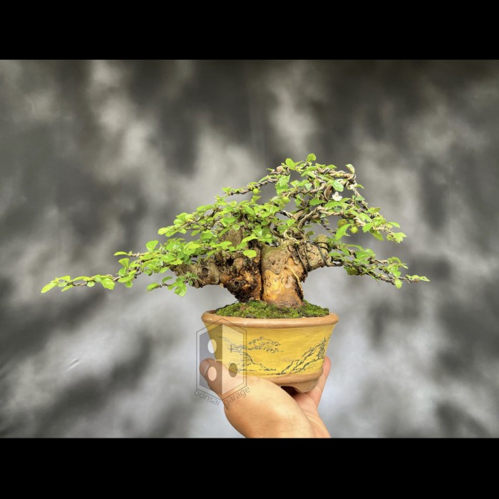 Jemari Bonsai Hokiantea Bunga