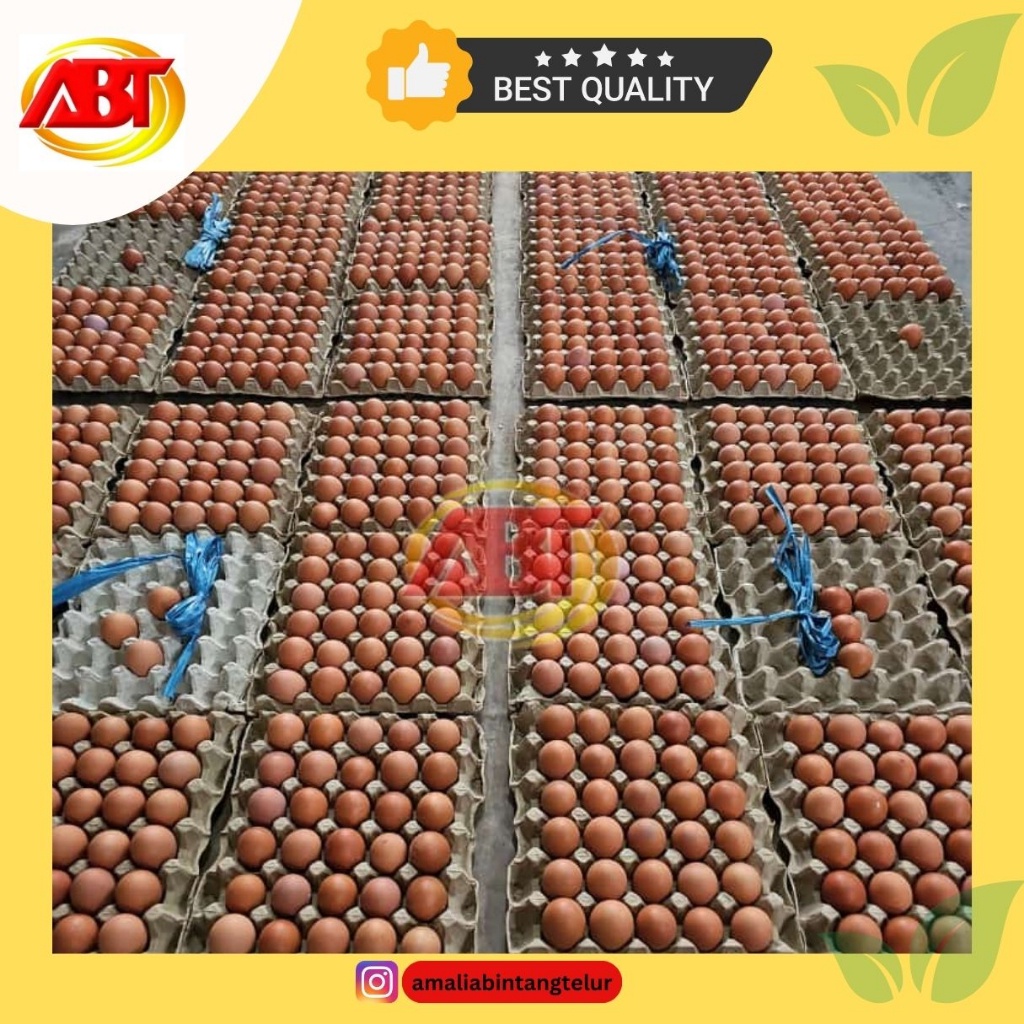 

ABT - Telur Ayam Negeri 15kg (Isi 242-245 Butir)