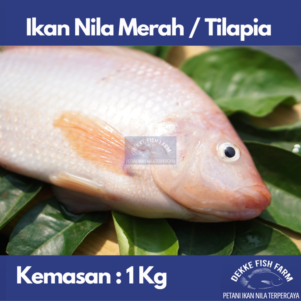 

Ikan Nila Merah Segar / Fresh Red Tilapia 1 kg ( Gratis dibersihkan )