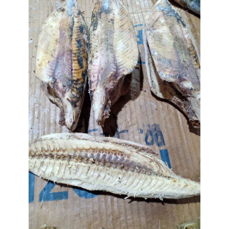 

HJ ikan tongkol cuek abu abu per ekor