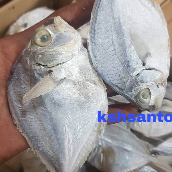 

ikan asin petek besar 1kg