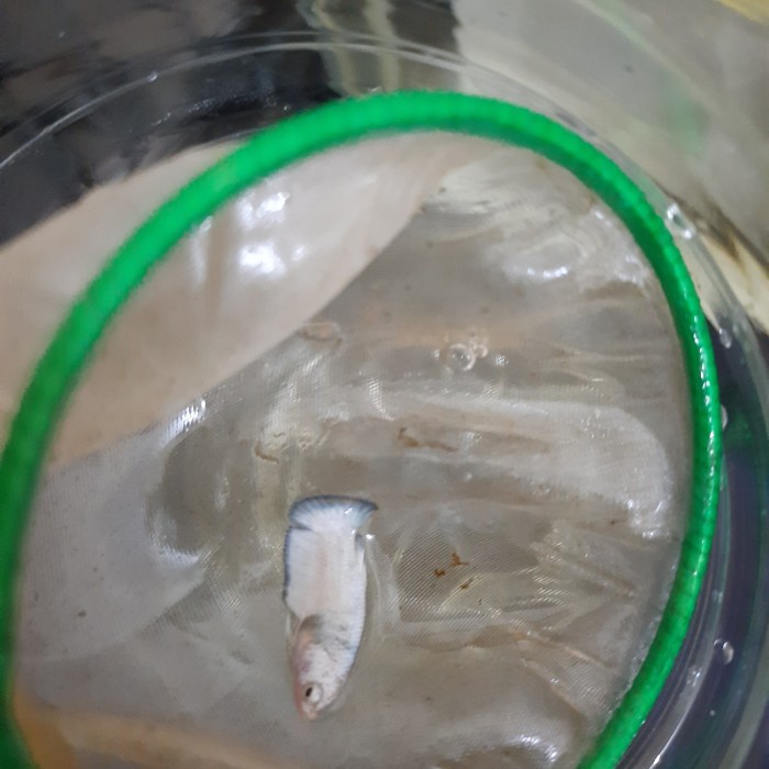 Petshop Indo - Ikan Cupang Blue Rim size S line Bicolor & Butterfly