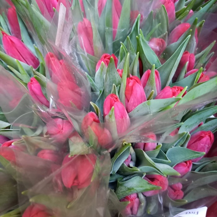 BUNGA TULIP / BUNGA TULIP SEGAR ASLI / BUNGA TULIP FRESH