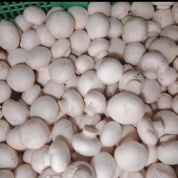 

Jamur Kancing Champignon Mushroom Segar Fresh