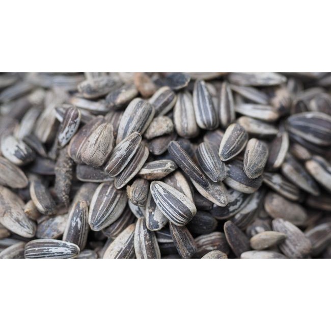 

Kwaci kuaci bunga matahari JUMBO Rasa Susu 500gr