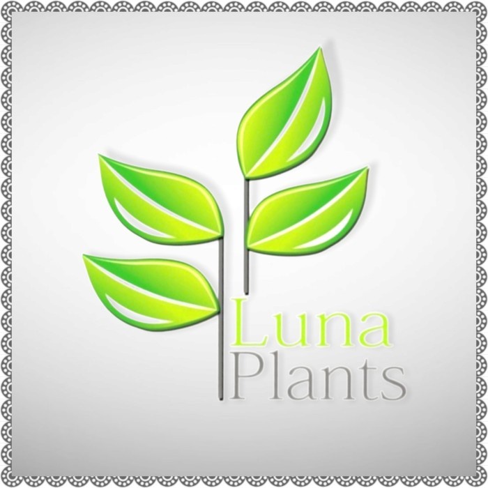 [BestSeller] Tanaman hias puring paket - paket puring - paket hemat puring