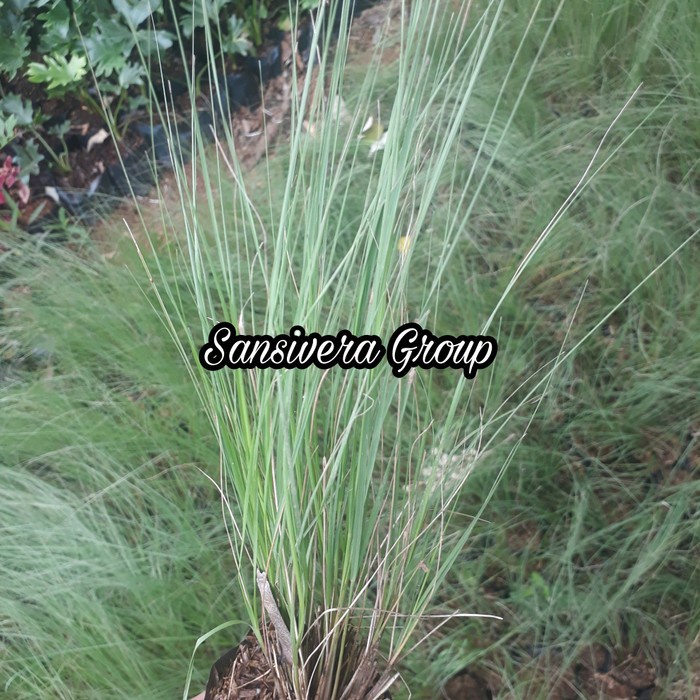 [BestSeller] Tanaman Imperata Cylindrica / ilalang Ekor Kuda / Rumput Buntut Kuda