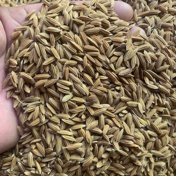 Benih padi beras merah padi sawah unggul 5kg