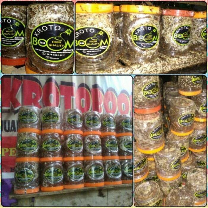 (BestSeller) Ratu Semut Kroto (5 gratis 1)