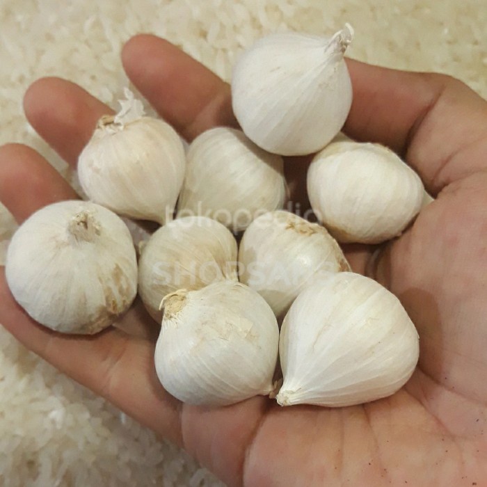 

Bawang Putih Tunggal Bawang Lanang Super 1 kg