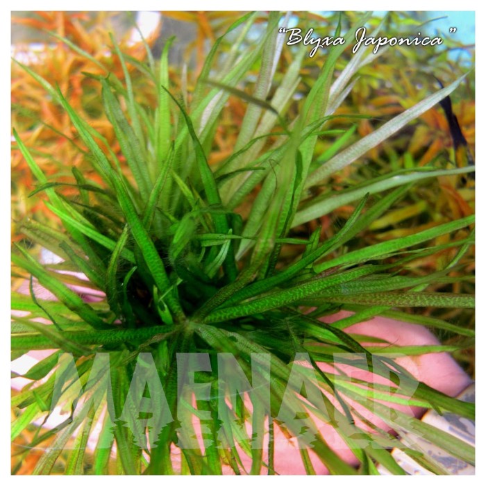 JTTOP" BLYXA JAPONICA