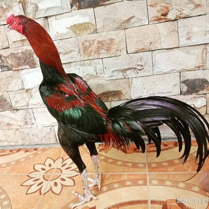 Ayam Jago pakoy 2xwin/umur 13bulan/super lock