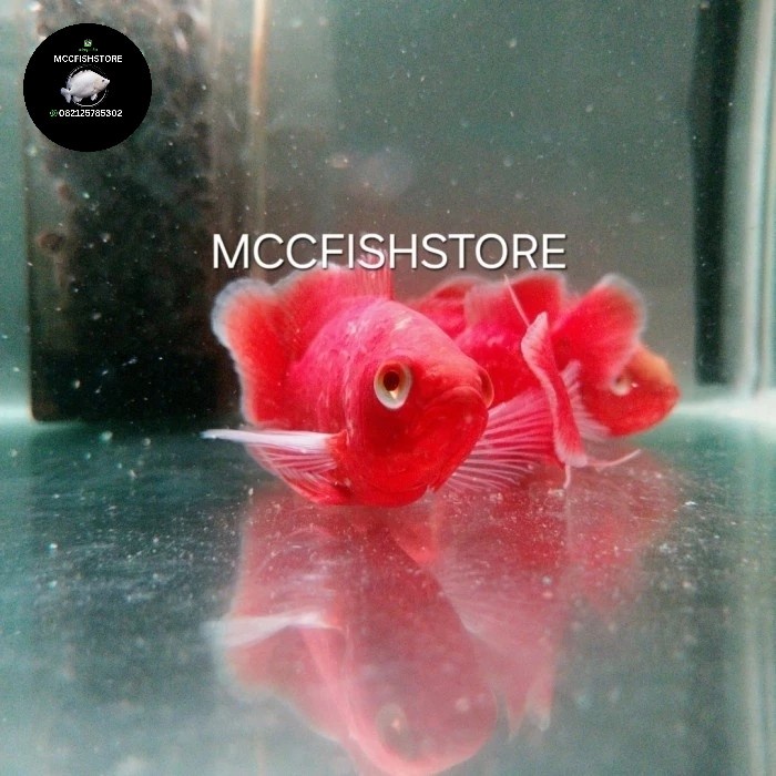 Oscar Super Red Chilli Grade A Thailand Import Size 8-9cm/aquascape