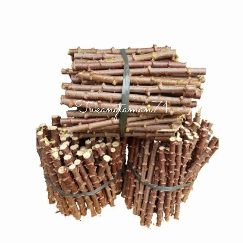 (BestSeller) Bibit pohon Singkong mentega singkong kuning isi 17 Batang plus bonus