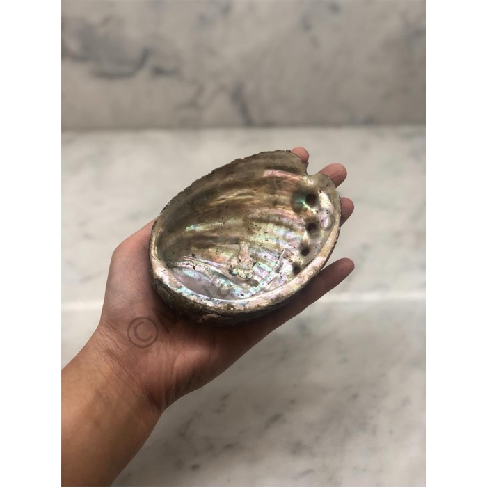 Natural Abalone Shell Alami Unpolished