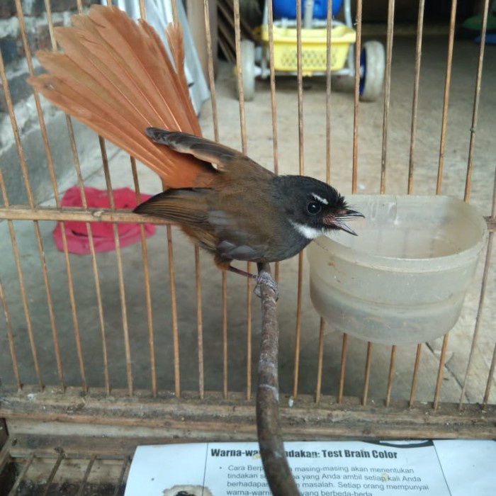 burung sikatan kipas ekor merah langka mewah