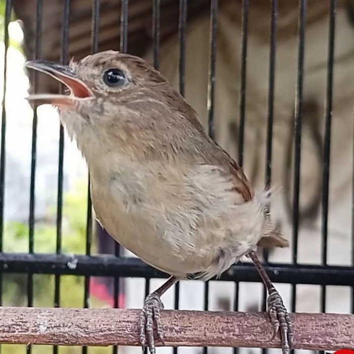 burung flamboyan gacoran
