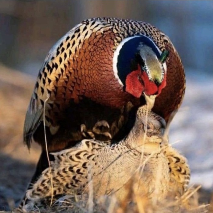 Telur Ayam hias Ringneck Pheasant Fertil