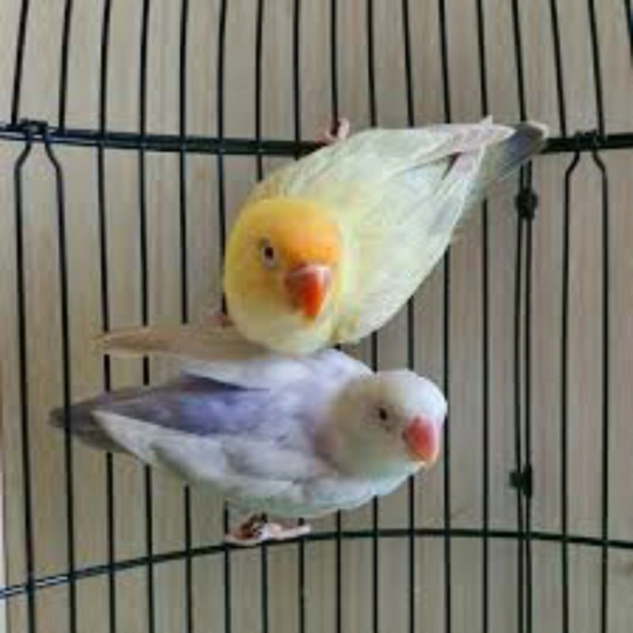 Enha Pet House - LOVEBIRD BIOLA PB PF ISTIMEWAH