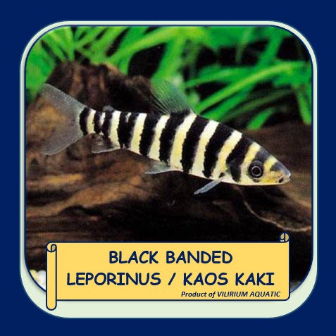 PREMIUM IKAN HIAS AIR TAWAR - KAOS KAKI aka LEPORINUS