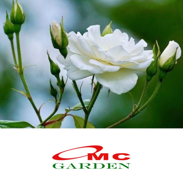 Bibit Mawar Kampung Lokal Bunga Putih Wangi Benih Tanaman Laperan 1020 Kode 060