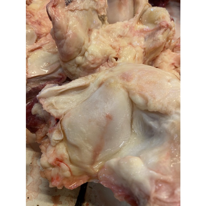 

Patella Bone Urat Dengkul dengan Tulang Cengklok