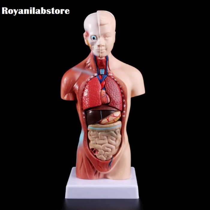 Anatomi Tubuh Manusia Patung Badan Model Alat Manekin Tubuh Manusia