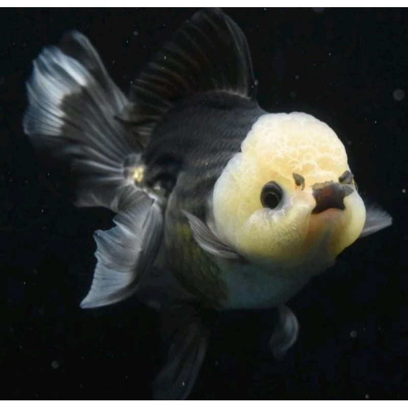 Ikan Hias Mas Koki Oranda Baby 3Colour,Blackgold,Panda Grade Fancy Quality