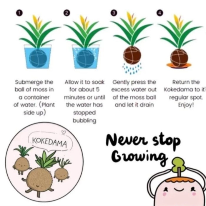 READY MOSSBALL SERIES - GREEN PEPEROMIA (BABY RUBBER PLANT) - INDOOR PLANT COD