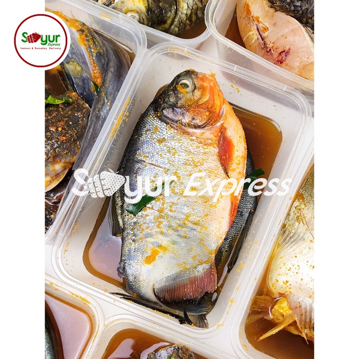 

TQ520 KIRIM INSTAN Ikan Bawal Bumbu Kuning 2 ekor CUCI GUDANG