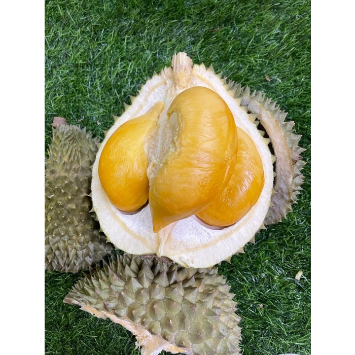 

Lezat- Durian blackthorn utuh bulat