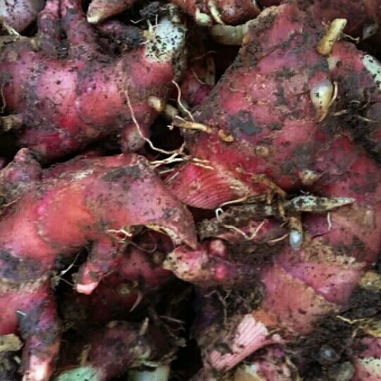

Lezat- jahe merah kualitas super fresh 1kg