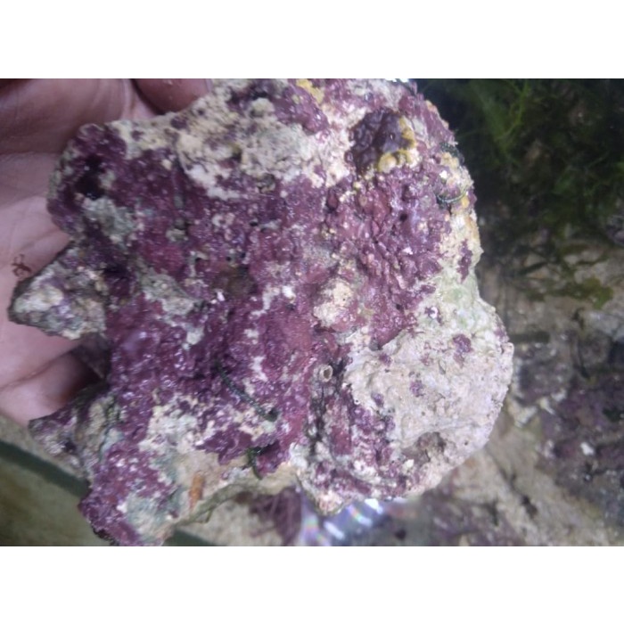 LIVE Rock / Batu Karang Hidup - Setting Akuarium Laut