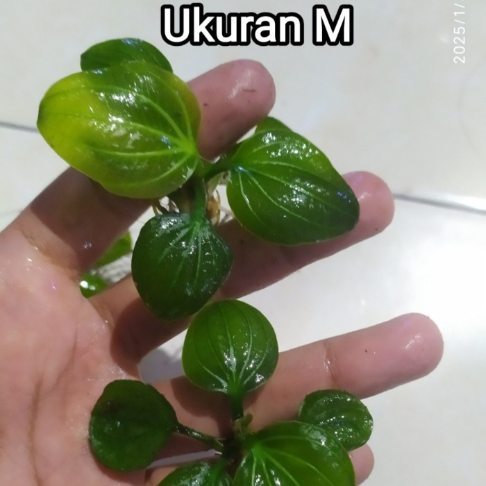 echinodorus iguazu 2009