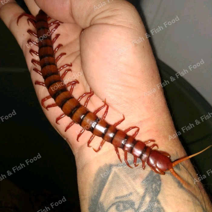 Readyy kelabang hidup lipan hidup kelabang merah