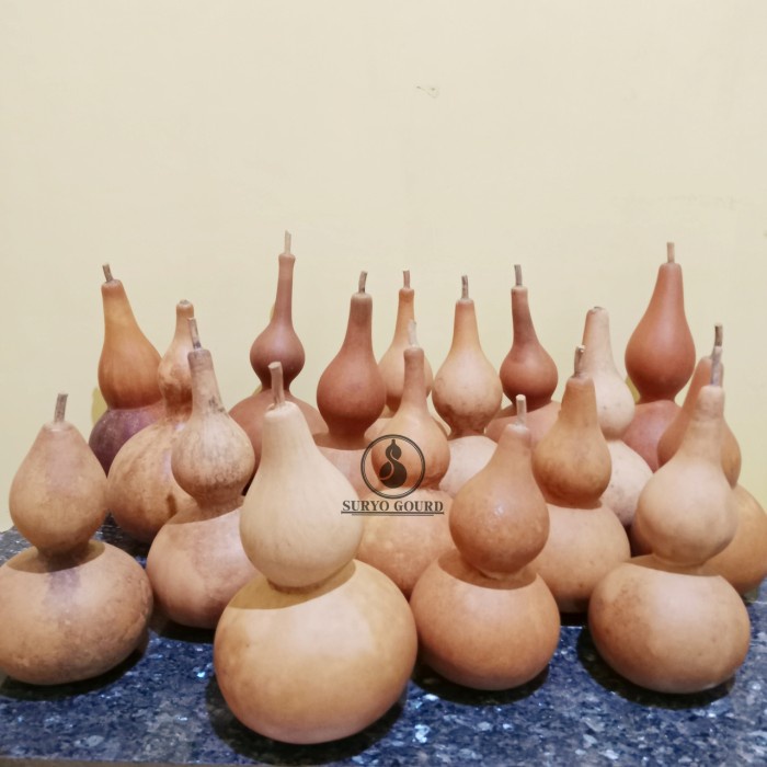 (Expert) Labu botol Labu botol kering Labu botol china drunken master Bottle gourd Labu botol asli