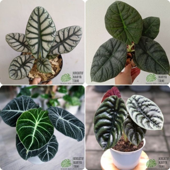 murah- Tanaman hias alocasia - Macam macam jenis tanaman hias alocasia