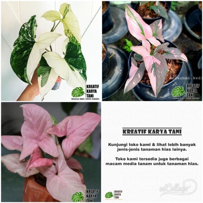 murah- Paket 3 syngonium pink - syngonium varigata - syngonium pink splash