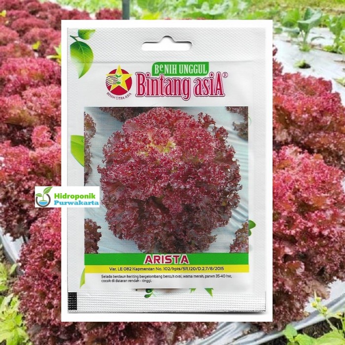 murah- BENIH LETTUCE SELADA ARISTA ISI 1000 BUTIR ORIGIN CAP BINTANG ASIA