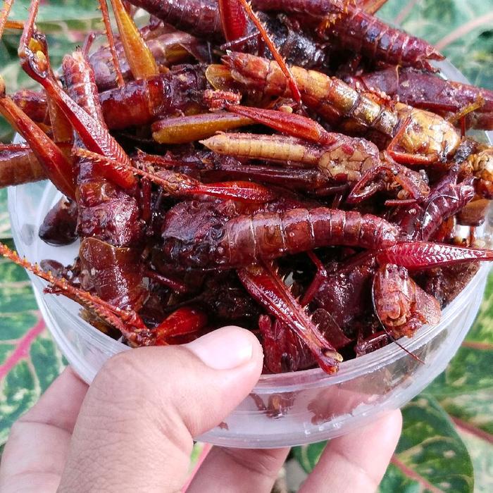 

BELALANG BESAR TOPLES NASTAR BERAT -+120GRAM