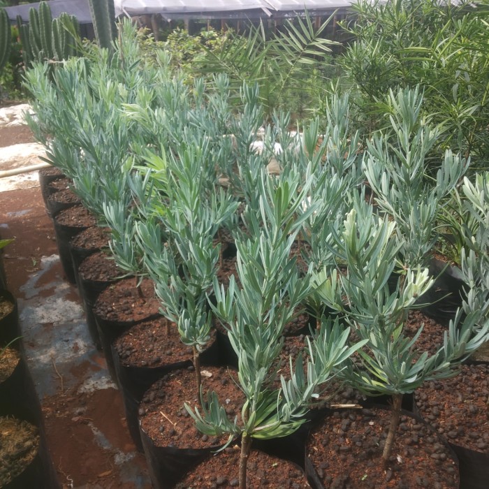 New Tanaman Hias Lohansung Silver Blue Ice - Lohansung Silver Blue Ice Ori Original