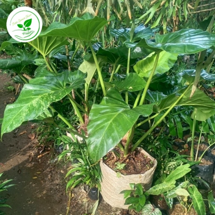 New Philo Marble Ukuran Besar Original