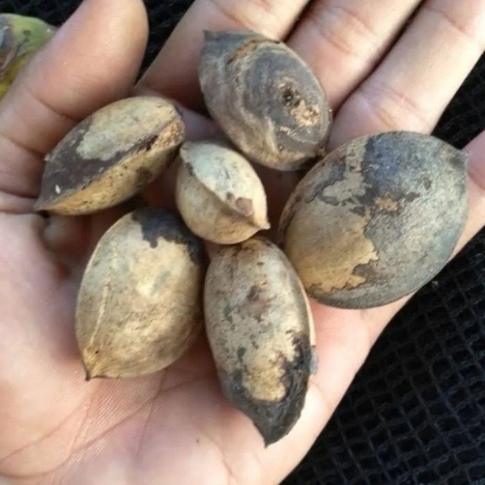 buah ketapang kering pakan burung